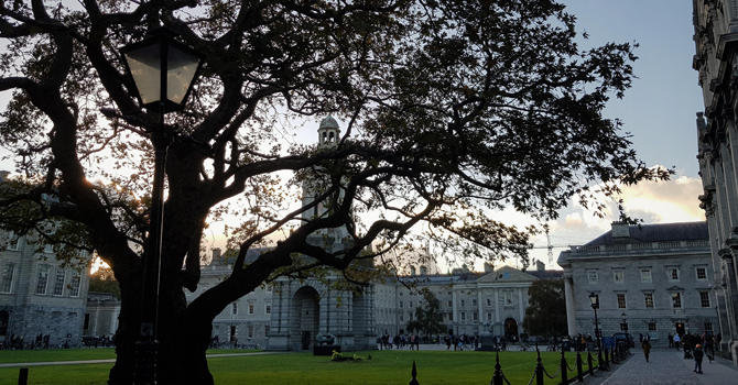 A tree in front of the main court in TCD