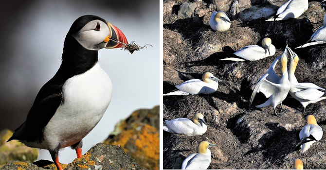 Puffin standing on a rock and gannets gathered together