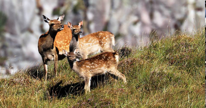 Deer graze a grassy hillside