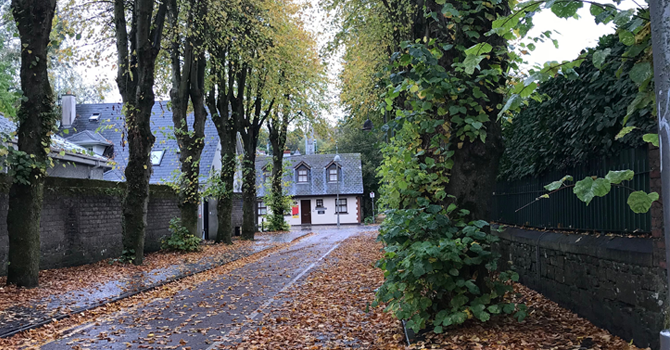 a tree lined road strewn with leaves 