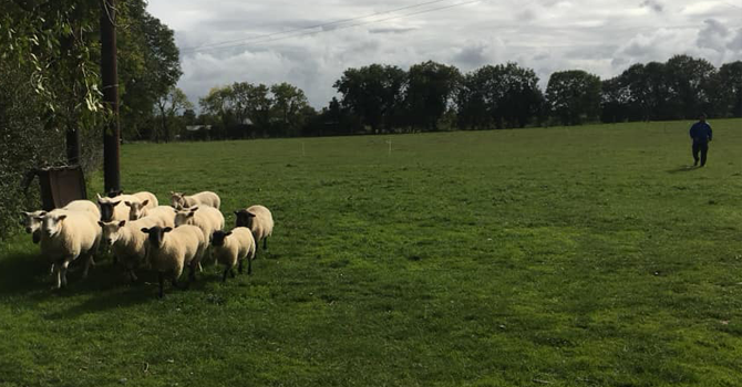 A herd of sheep in a green field on a traditional Irish farm