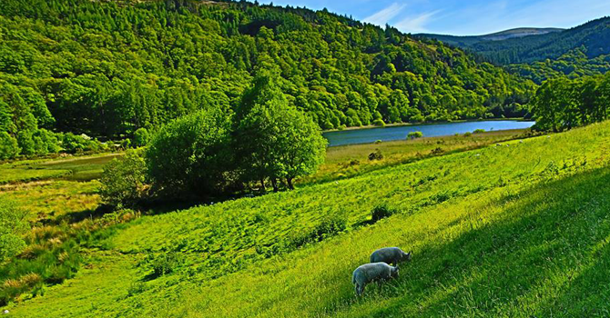 Rolling green hills with sheep grazing