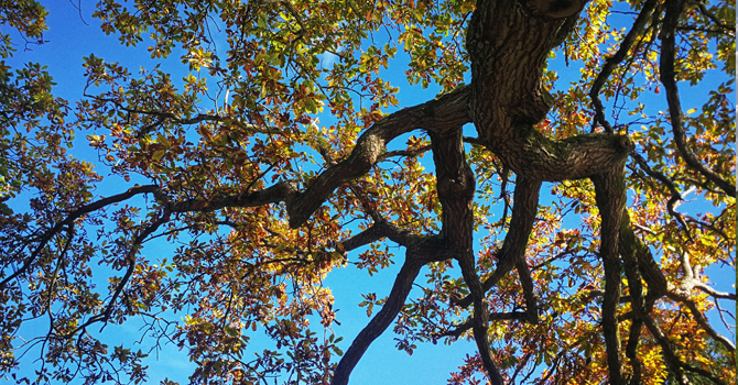 Yellow leaves on a tree branch in front of a bright blue sky