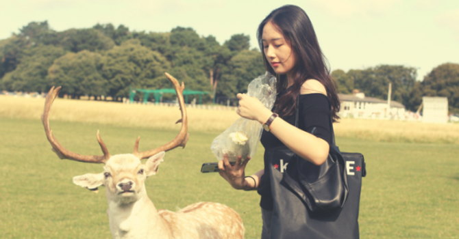 A girl feeds a deer in Phoenix Park