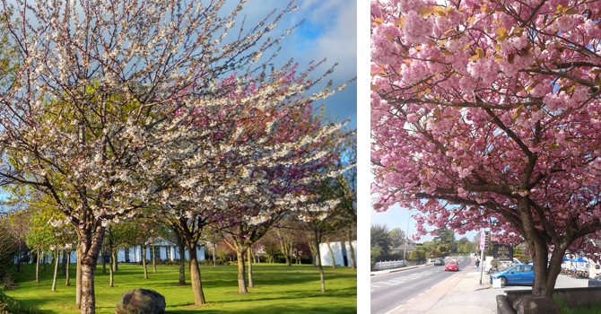 Cherry blossom trees with pink flowers