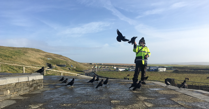 A person gives food to crows who stand on the ground and fly towards the person