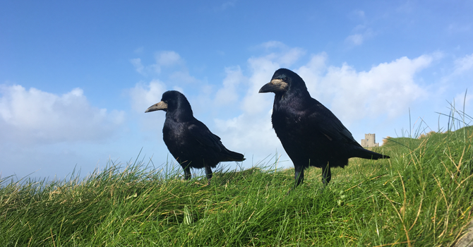 Two crows stand in a grassy area