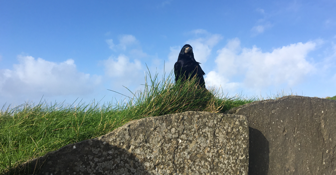 A single crow stands on a rock on in a grassy area