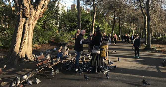 A local man talks to people in the park, surrounded by pigeons