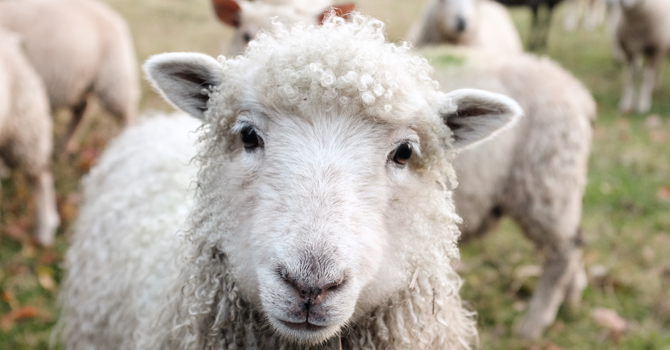 A sheep's facing staring into camera