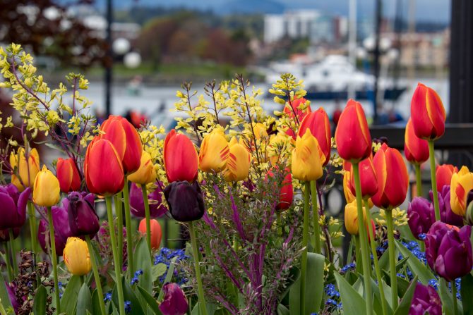 Tulips with the river in the background 