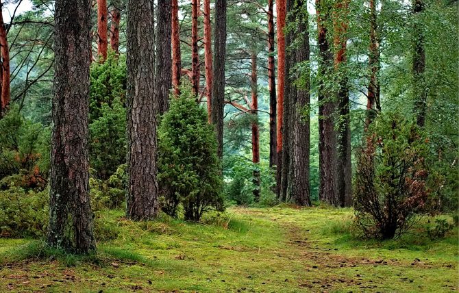 Forested area in park with trees