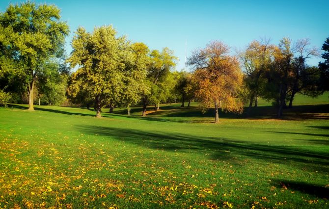 green grass beside trees under blue sky 