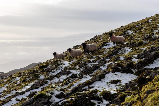 snow on a mountain with sheep 