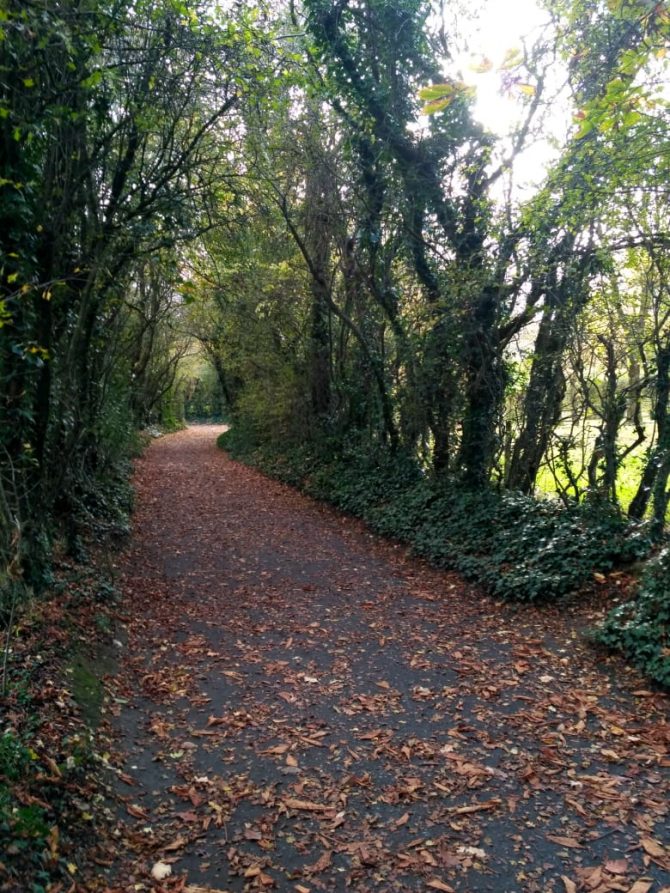 pathway among trees 