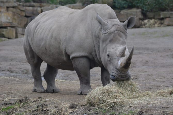 White Rhino in zoo