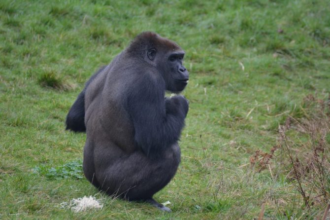 Gorilla sitting on grass in zoo 