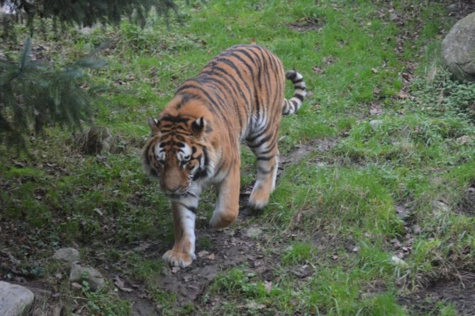 Tiger walking on grass in zoo 