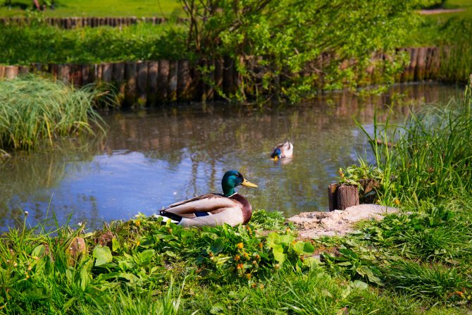 ducks by a pond 