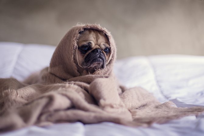 dog wrapped in blanket