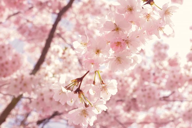 cherry blossoms in bloom 