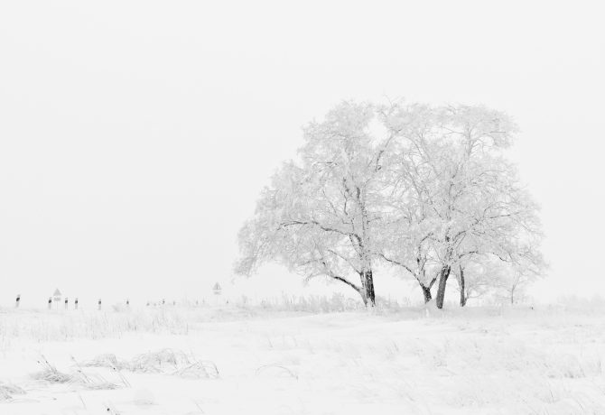 snow covered tree